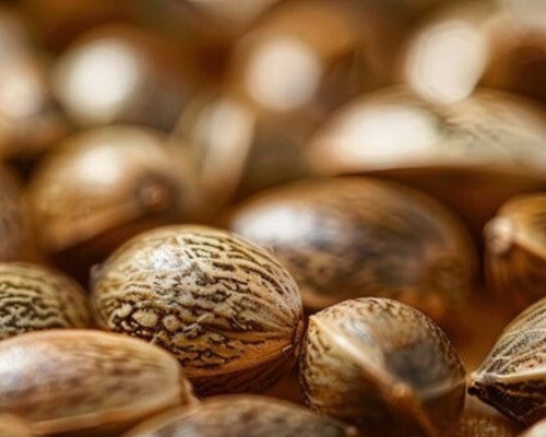 SEEDS (12 EA) | Terp&Twist